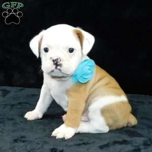 Bruno, Miniature Bulldog Puppy